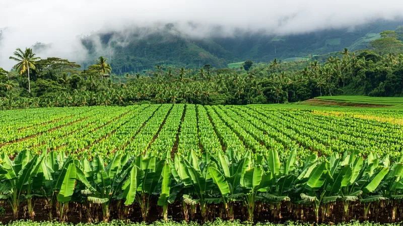 Banana plantation in the Urabá region of Colombia with morning mist
