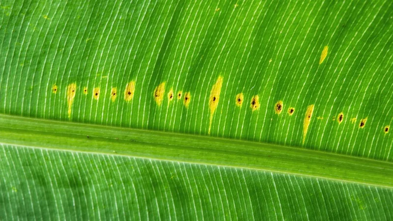 Banana leaf with early sigatoka lesions visible under multispectral imaging