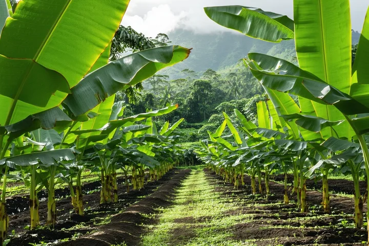 Close view of banana plantation rows with healthy green canopy and visible leaf structure