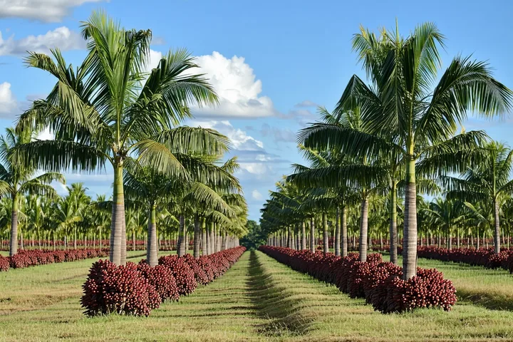 African oil palm plantation rows stretching to the horizon in the Colombian llanos