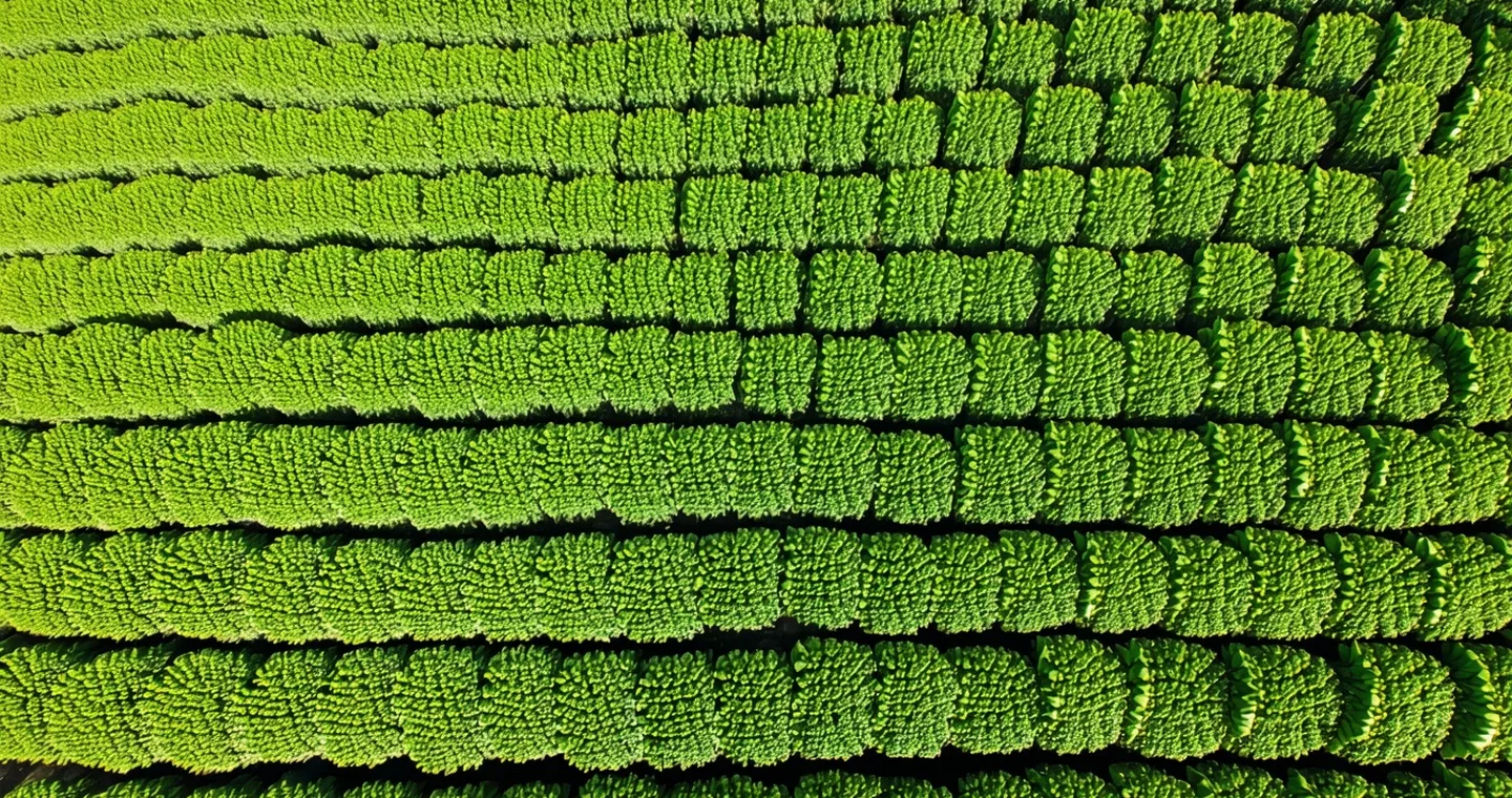Aerial drone view of banana plantation rows in the Colombian lowlands at morning light